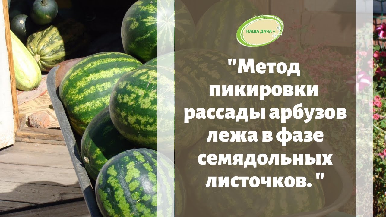 Арбузы на рассаду в сибири 2024 когда. Рассада арбуза в Сибири. Арбузы на опилках. Посадка арбузов на рассаду в Сибири.