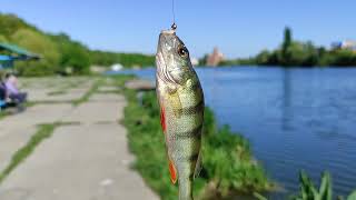 Окунь Попался Рыбалка 🐟 На Вишенском Озере В Виннице 👍 Украина 🇺🇦💖 Круто 💥 Супер Топ 🐸 Хит Шик Класс