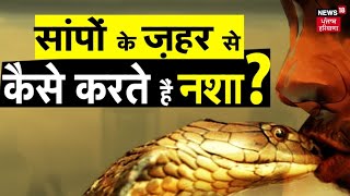 Snake Bite Drug Addiction | Rave Party में ज़हरीले सांपों से कैसे करते नशा | Snake Venom | Trending