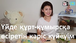 Кәріс жолдасым үйде құрт-құмырсқа өсіре бастады |  Кәрістердің үй жануарға деген көз қарасы