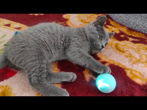 Умный мяч игрушка для кошки с Алиэкспресс