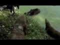 Копия видео Охота на кабана-Загнанный собаками!