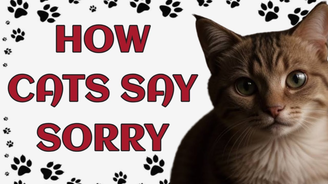 🐾 How do cats apologize to humans?
