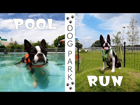 【ボストンテリア】茨城に出来たDOG PARKが最高すぎた