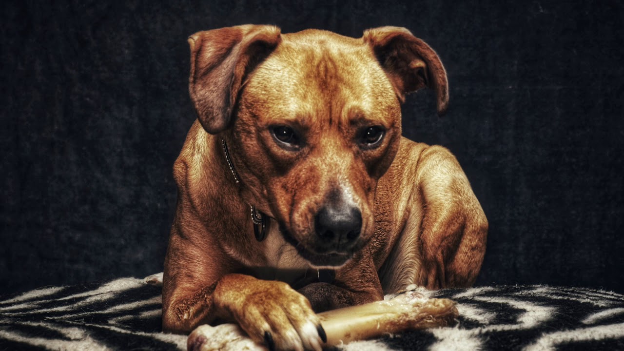 Savannah the Dog From Safe Haven