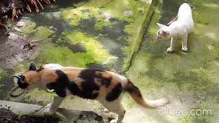 Cats hunting Rat Snake