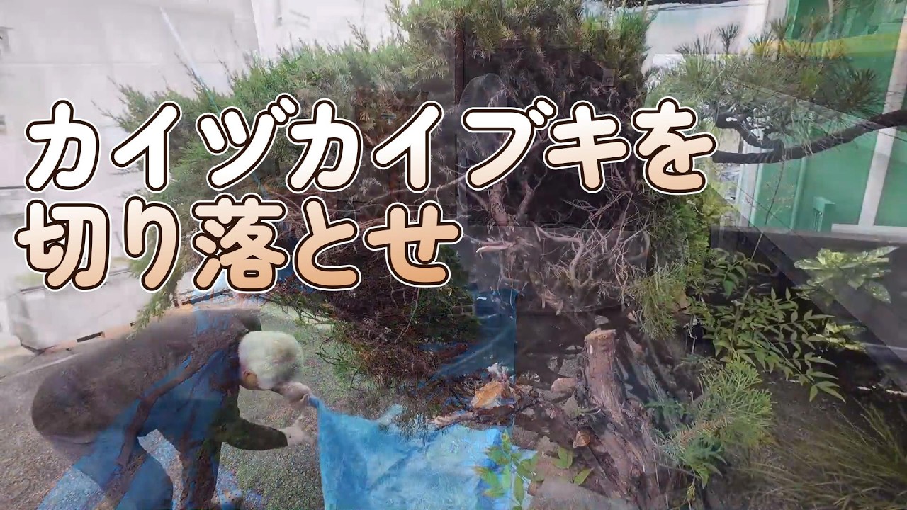Cutting Down the Troublesome Kaizuka Juniper—Removing All the