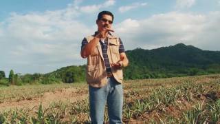 Pineapple Production at JP Farms