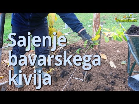 Video: Sajenje Aktinidije