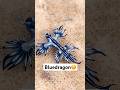 Don’t touch the bluedragon⚠️! #animals #amazing #wildlife #bluedragons #fyp