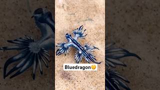 Don’t touch the bluedragon⚠️! #animals #amazing #wildlife #bluedragons #fyp