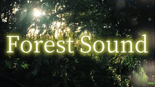 Forest Sounds | Sunshine, Woodland Ambience, Bird Song, Nature Song | 5 Hours