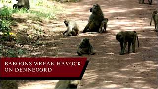 Baboons Wreak Havoc on Denneoord, a suburb of the City of George in the Western Cape