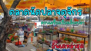 ตลาดปลาจตุจักร มีปลาให้เลือกมากมาย อุปกรณ์เลี้ยงปลาราคาถูก ( อัพเดทล่าสุด ) วันเสาร์ - อาทิตย์