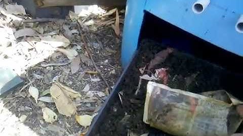 Worm Farm: Wheelie Bin Flow Through - 63 gallon -240 litre - 3 wk Update - 131014