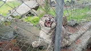 #female #snow #leopard, lovely, #wildlife facility at #Naltar Valley, Pakistan, Jungle, Cage, Vlog-2