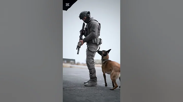 Amazing K9 Dogs training 😱🥶#k9 #dog #malinois #usa #doglover #dogsoftiktok #usa