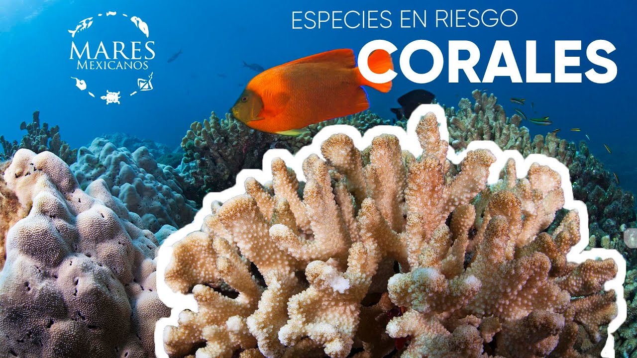 ¿En qué afecta el blanqueamiento a los Corales?