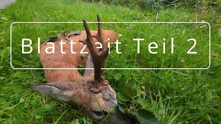 3 TRAUM BÖCKEN ERLEGT Jagd Blattzeit Teil 2, 3 DREAM ROEBUCK SHOT. At rutting season Part 2 Hunting
