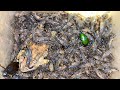 Amazing Catching insects,Many Mole crickets,Beetles,Toads,Water Beetles.#subscribe