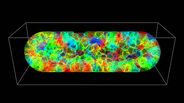 3D visualisation of a simulated engineered epithelial tubule.