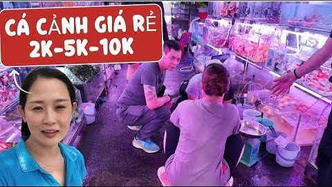 Lạc Vào Thế Giới Cá Cảnh - Cá Giá Rẻ 2k 3k 5k Dân Chơi Mua Quá Trời | Hương Phù Sa Channel