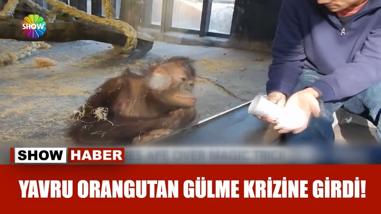 Yavru orangutan gülme krizine girdi!