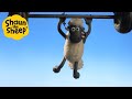 Shaun the sheep  shaun flying   cartoons for kids  special episodes compilation 1 hour