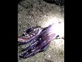 Нашли огромного кальмара, выброшенного на берег/Found a huge squid washed up on the shore #shorts