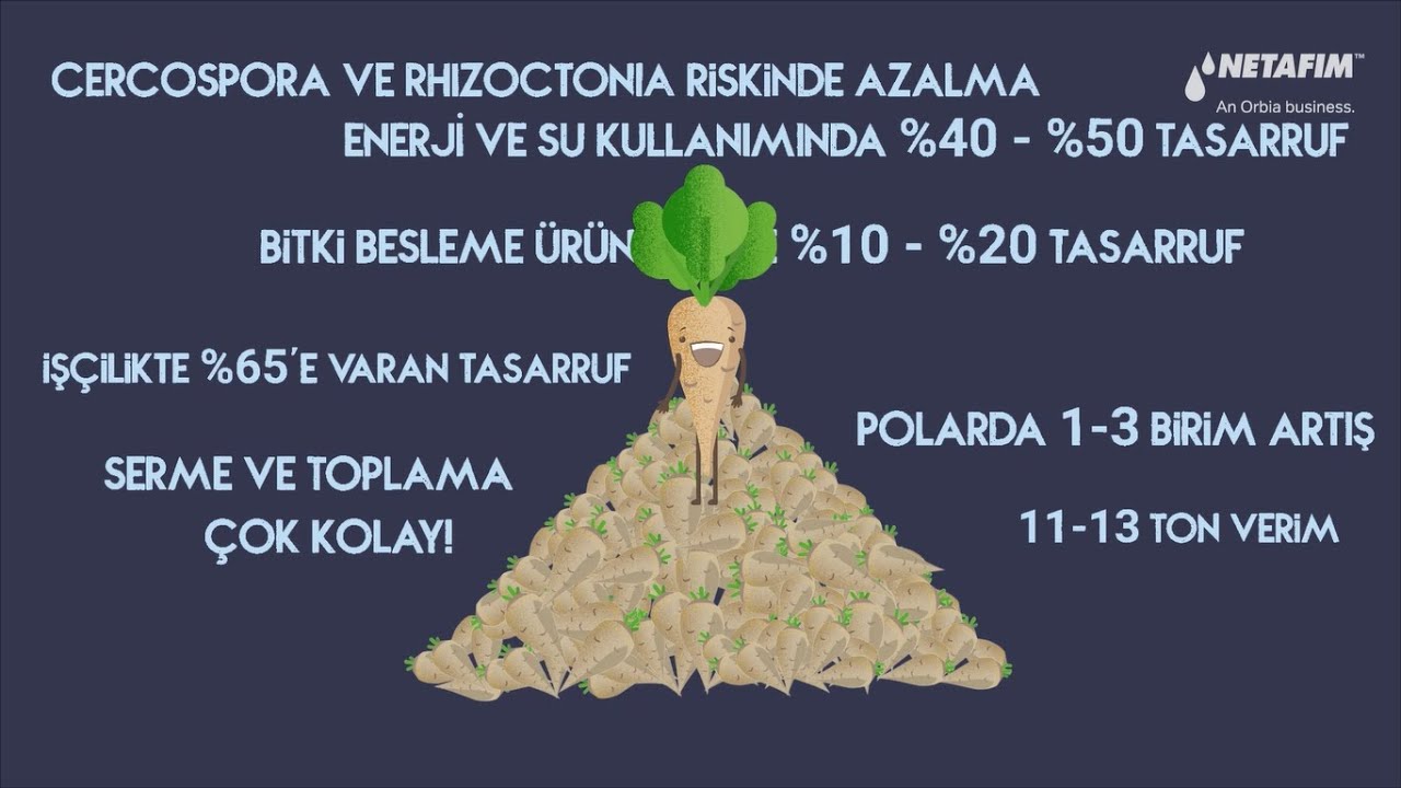 Şeker Pancarında Damla Sulamanın Avantajları