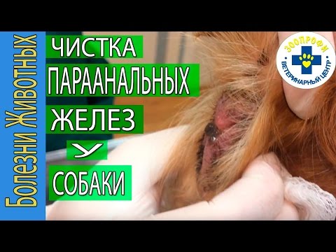 ЧИСТКА ПАРААНАЛЬНЫХ ЖЕЛЕЗ У СОБАКИ