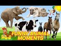 CUTE LITTLE ANIMALS - CAT, DOG, CHICKEN, COW, ELEPHANT, HORSE - ANIMAL SOUNDS | FUNNY ANIMAL MOMENTS