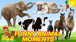 CUTE LITTLE ANIMALS  CAT, DOG, CHICKEN, COW, ELEPHANT, HORSE  ANIMAL SOUNDS | FUNNY ANIMAL MOMENTS