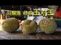 马来西亚山榴莲终极王对王 | 榴槤| Durian The King of Fruit in Malaysia