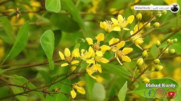 سورة الملك-تبارك- كامله تلاوة تريح القلب