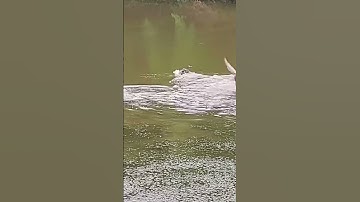 SNAKEHEAD ATTACKS DUCK