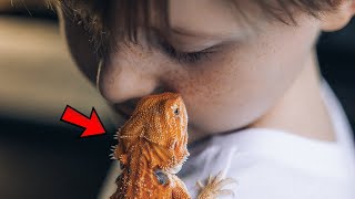 How To Keep A Bearded Dragon Hydrated - Pet Guide by Known Pets 160 views 3 weeks ago 1 minute, 55 seconds