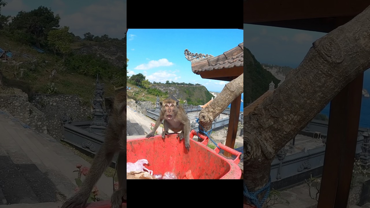 Нападение обезьян на Бали ⚠️