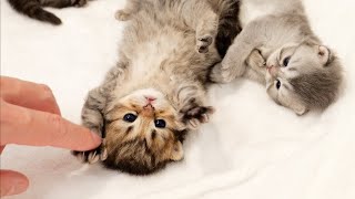 Kittens demand high fives with their little hands.