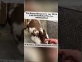 The Bunny Museum in Jan 2024  Lost in the Eaton fire but notforgotten ゚viral