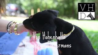 Dobermans Puppies - 'L' litter, 6 weeks old by Von Hohenhalla Dobermans 192 views 9 months ago 2 minutes, 58 seconds