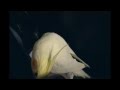 Cockatiel Learns & Sings the Andy Griffith Tune
