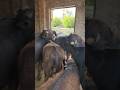 Buffalo farming, Buffalo talaab, Buffalo cartoon, bhains wala cartoon, #animals #buffalo #cows