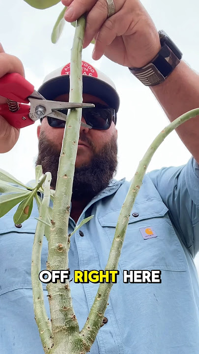 Why You Should Prune Your Desert Rose! #desertrose #adenium #texasgarden #texasgardeners #gardentalk
