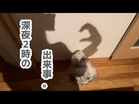 【ペルシャ猫】猫わたげが影を見るとこうなる