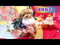 お正月は決まっておみくじを引く愛犬♪今年の運勢は…!?【トイプードルのコロン】