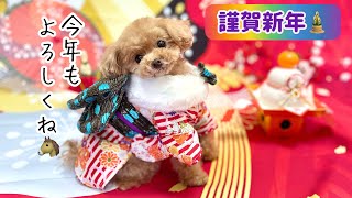 お正月は決まっておみくじを引く愛犬♪今年の運勢は…!?【トイプードルのコロン】