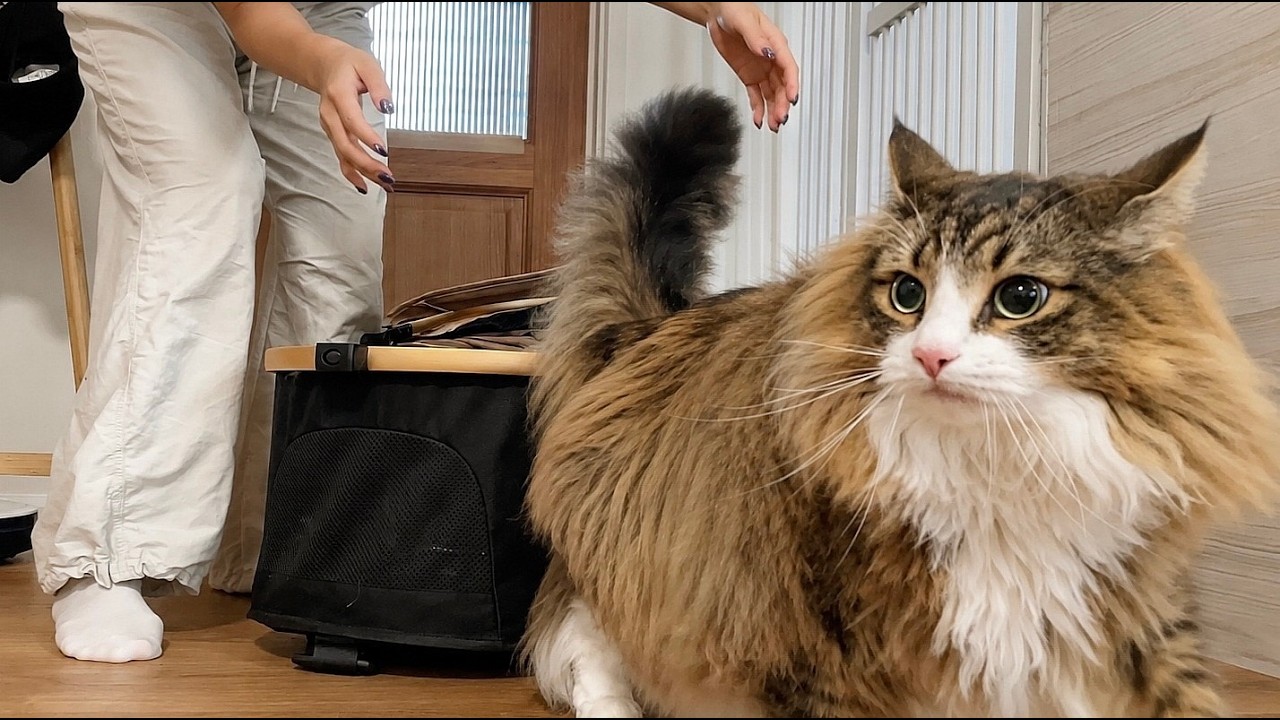 病院なんて行きたくない！」わがまま猫ちゃんの可愛すぎる様子がこちら