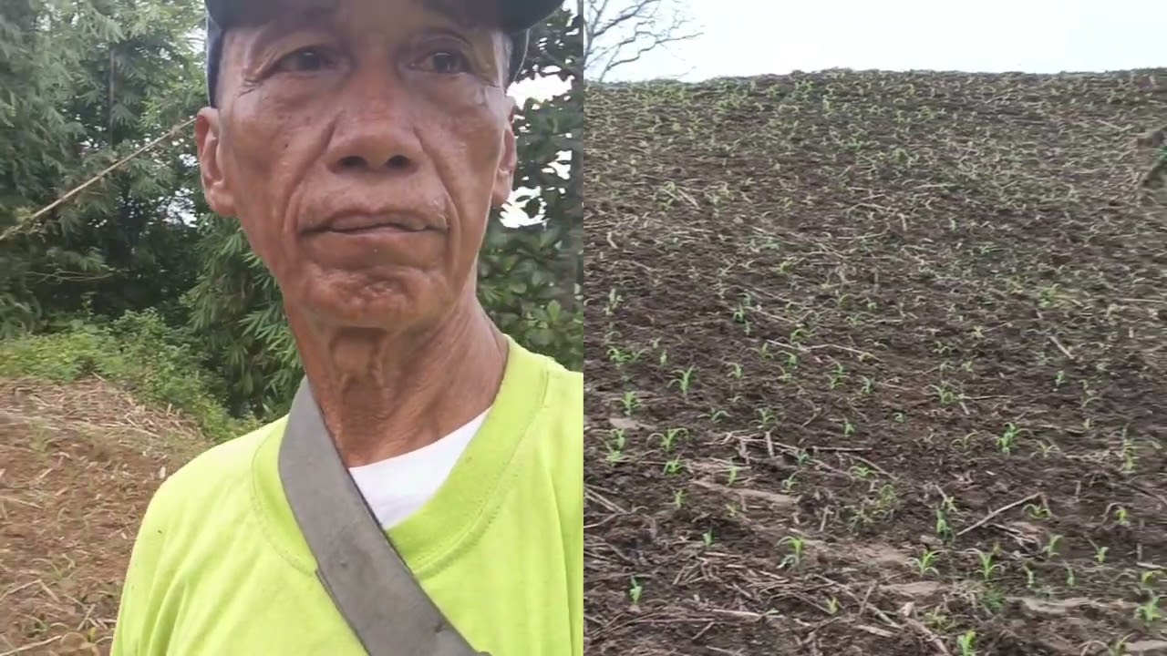 Applying fertilizer, corn 🌽🌽🌽🌽