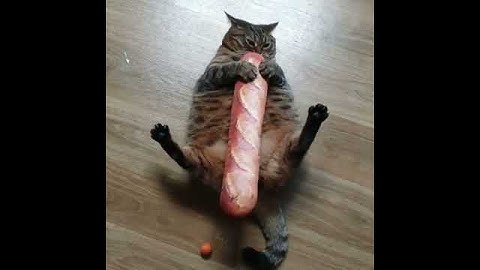 Cat and bread